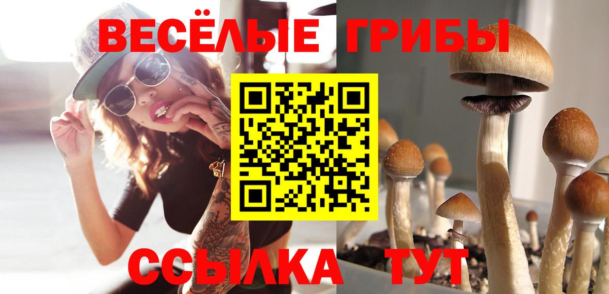 Псилоцибиновые грибы Psilocybine cubensis  Вход с VPN  Бузулук  Псилоцибиновые грибы GOLDEN TEACHER 